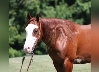 American Quarter Horse, Castrone, 7 Anni, 155 cm, Overo-tutti i colori