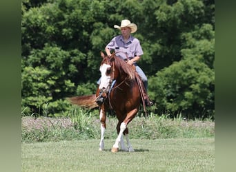 American Quarter Horse, Castrone, 7 Anni, 155 cm, Overo-tutti i colori