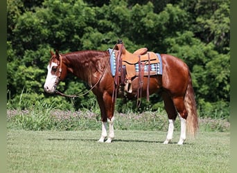 American Quarter Horse, Castrone, 7 Anni, 155 cm, Overo-tutti i colori