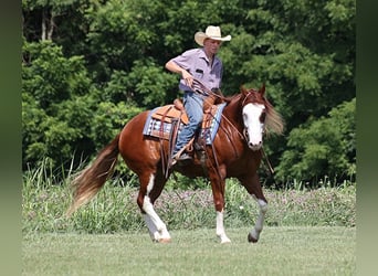 American Quarter Horse, Castrone, 7 Anni, 155 cm, Overo-tutti i colori