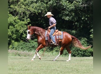 American Quarter Horse, Castrone, 7 Anni, 155 cm, Overo-tutti i colori