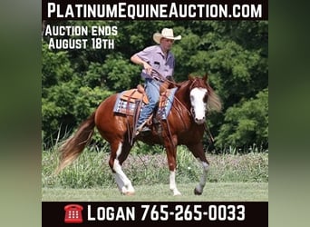 American Quarter Horse, Castrone, 7 Anni, 155 cm, Overo-tutti i colori