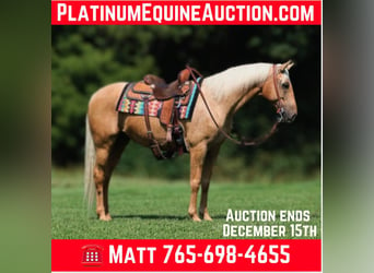 American Quarter Horse, Castrone, 7 Anni, 155 cm, Palomino