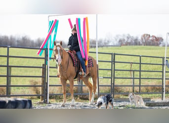 American Quarter Horse, Castrone, 7 Anni, 155 cm, Palomino