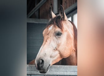 American Quarter Horse, Castrone, 7 Anni, 155 cm, Pelle di daino