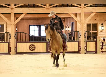 American Quarter Horse, Castrone, 7 Anni, 155 cm, Pelle di daino