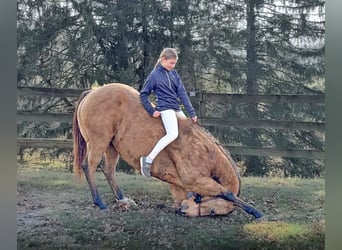 American Quarter Horse, Castrone, 7 Anni, 155 cm, Pelle di daino