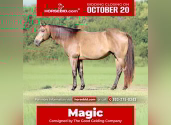 American Quarter Horse, Castrone, 7 Anni, 155 cm, Pelle di daino