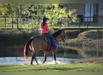 American Quarter Horse, Castrone, 7 Anni, 155 cm, Pelle di daino