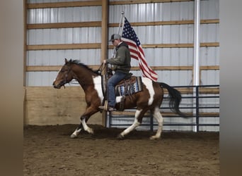 American Quarter Horse, Castrone, 7 Anni, 155 cm, Pezzato
