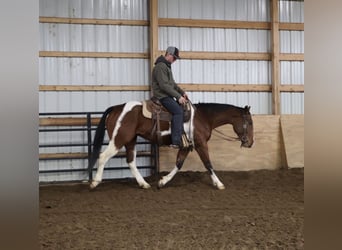 American Quarter Horse, Castrone, 7 Anni, 155 cm, Pezzato