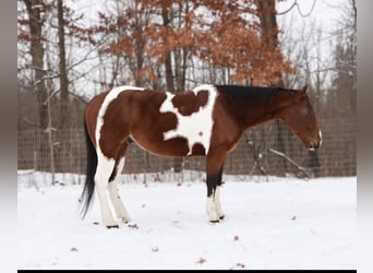 American Quarter Horse, Castrone, 7 Anni, 155 cm, Pezzato