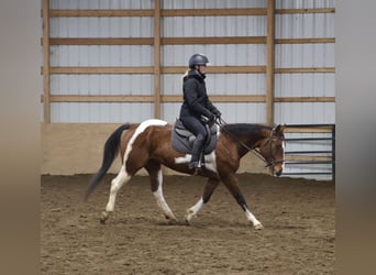 American Quarter Horse, Castrone, 7 Anni, 155 cm, Pezzato
