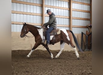 American Quarter Horse, Castrone, 7 Anni, 155 cm, Pezzato