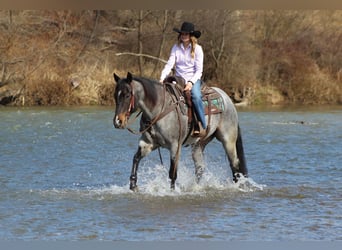 American Quarter Horse, Castrone, 7 Anni, 155 cm, Roano blu