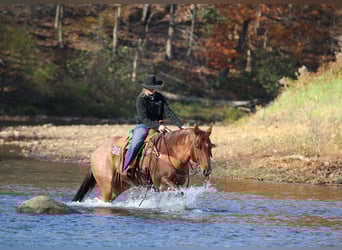 American Quarter Horse, Castrone, 7 Anni, 155 cm, Roano rosso