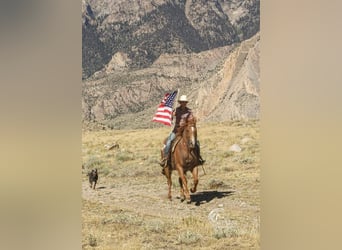 American Quarter Horse, Castrone, 7 Anni, 155 cm, Roano rosso