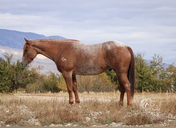 American Quarter Horse, Castrone, 7 Anni, 155 cm, Roano rosso
