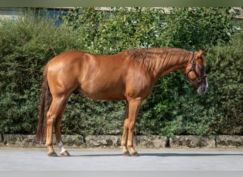 American Quarter Horse, Castrone, 7 Anni, 155 cm, Sauro