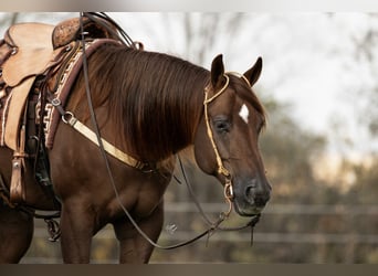 American Quarter Horse, Castrone, 7 Anni, 155 cm, Sauro ciliegia