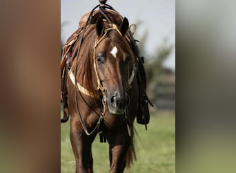 American Quarter Horse, Castrone, 7 Anni, 155 cm, Sauro ciliegia