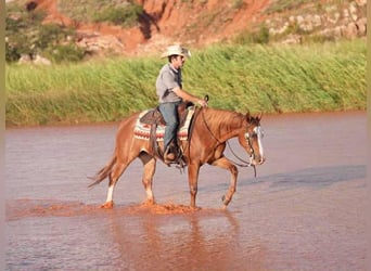 American Quarter Horse, Castrone, 7 Anni, 155 cm, Sauro ciliegia