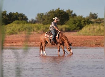 American Quarter Horse, Castrone, 7 Anni, 155 cm, Sauro ciliegia