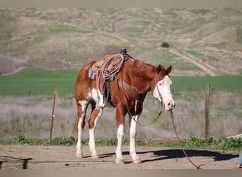 American Quarter Horse, Castrone, 7 Anni, 155 cm, Sauro scuro