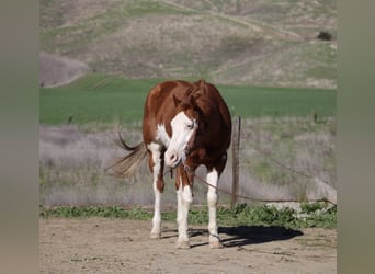 American Quarter Horse, Castrone, 7 Anni, 155 cm, Sauro scuro