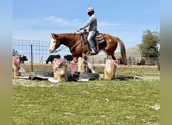 American Quarter Horse, Castrone, 7 Anni, 155 cm, Sauro scuro
