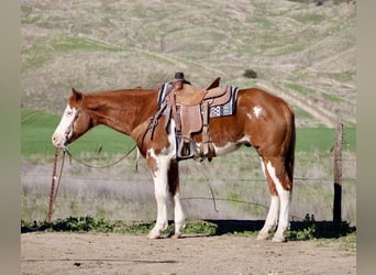 American Quarter Horse, Castrone, 7 Anni, 155 cm, Sauro scuro