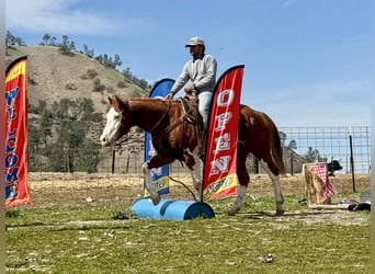 American Quarter Horse, Castrone, 7 Anni, 155 cm, Sauro scuro