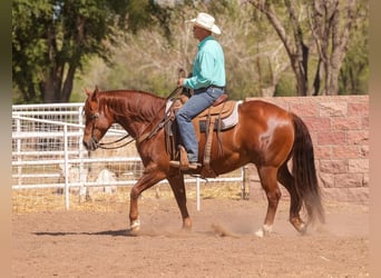 American Quarter Horse, Castrone, 7 Anni, 155 cm, Sauro scuro