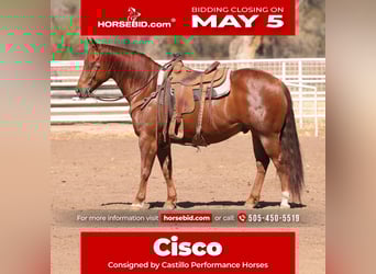 American Quarter Horse, Castrone, 7 Anni, 155 cm, Sauro scuro
