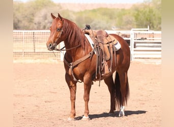 American Quarter Horse, Castrone, 7 Anni, 155 cm, Sauro scuro
