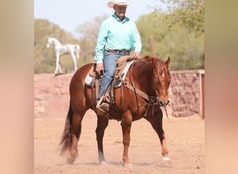 American Quarter Horse, Castrone, 7 Anni, 155 cm, Sauro scuro
