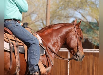American Quarter Horse, Castrone, 7 Anni, 155 cm, Sauro scuro