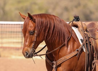 American Quarter Horse, Castrone, 7 Anni, 155 cm, Sauro scuro