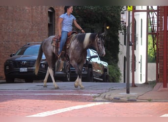 American Quarter Horse, Castrone, 7 Anni, 155 cm, Tobiano-tutti i colori