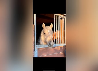 American Quarter Horse, Castrone, 7 Anni, 156 cm, Palomino