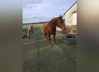 American Quarter Horse Mix, Castrone, 7 Anni, 156 cm, Sauro
