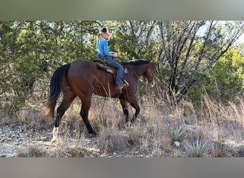 American Quarter Horse, Castrone, 7 Anni, 157 cm, Baio ciliegia