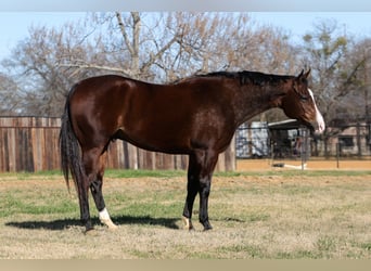 American Quarter Horse, Castrone, 7 Anni, 157 cm, Baio ciliegia