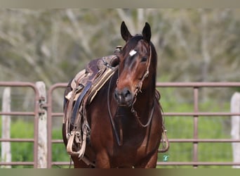 American Quarter Horse, Castrone, 7 Anni, 157 cm, Baio ciliegia