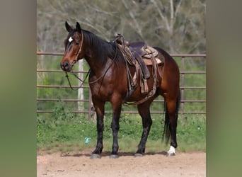 American Quarter Horse, Castrone, 7 Anni, 157 cm, Baio ciliegia