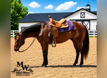 American Quarter Horse, Castrone, 7 Anni, 157 cm, Baio ciliegia