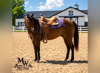 American Quarter Horse, Castrone, 7 Anni, 157 cm, Baio ciliegia