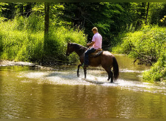 American Quarter Horse, Castrone, 7 Anni, 157 cm, Baio ciliegia