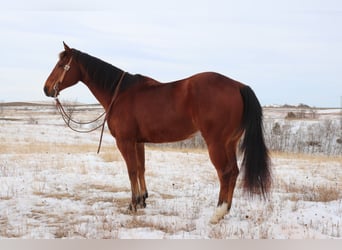 American Quarter Horse, Castrone, 7 Anni, 157 cm, Baio ciliegia