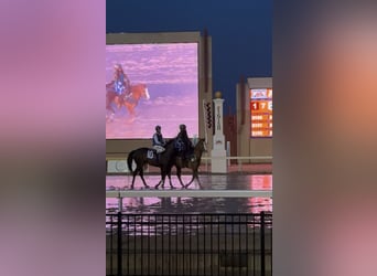 American Quarter Horse, Castrone, 7 Anni, 157 cm, Falbo